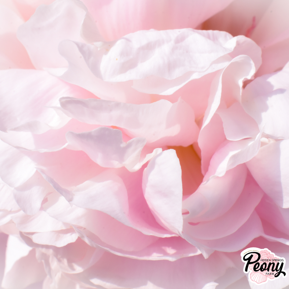 Shirley Temple Peony — Hidden Springs Peony Farm
